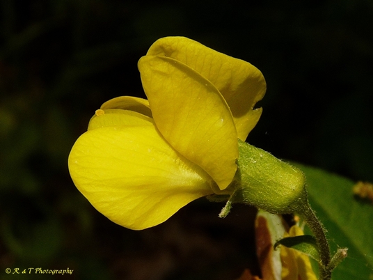 {Thermopsis mollis}